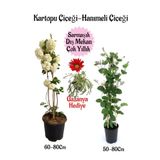 Kartopu Çiçeği 1 Adet +Hanımeli Çiçeği 1 Adet+Pembe Gazanya Hediye Saksılı Bahçe Seti
