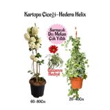 Kartopu Çiçeği 1 Adet +Hedera Helix 1 Adet+Sarı Gazanya Hediye Saksılı Bahçe Seti, SRD04022025BYB114