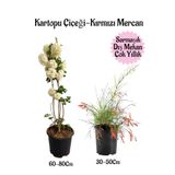 Kartopu Çiçeği 1 Adet +Kırmızı Mercan 1 Adet Saksılı Bahçe Peyzaj Seti, BTSNA01KAR36