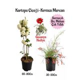 Kartopu Çiçeği 1 Adet +Kırmızı Mercan 1 Adet+Kırmızı Gazanya Hediye Saksılı Bahçe Seti, BTSNA01KAR37