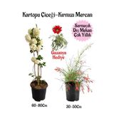Kartopu Çiçeği 1 Adet +Kırmızı Mercan 1 Adet+Kırmızı Gazanya Hediye Saksılı Bahçe Seti, BTSNA01KAR37