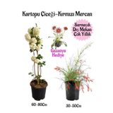 Kartopu Çiçeği 1 Adet +Kırmızı Mercan 1 Adet+Pembe Gazanya Hediye Saksılı Bahçe Seti