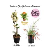 Kartopu Çiçeği 1 Adet +Kırmızı Mercan 1 Adet+Sarı Gazanya Hediye Saksılı Bahçe Seti, BTSNA01KAR38