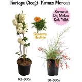 Kartopu Çiçeği 1 Adet +Kırmızı Mercan 1 Adet+Turuncu Gazanya Hediye Saksılı Bahçe Seti