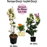 Kartopu Çiçeği 1 Adet +Kokulu Leylak1 Adet+Turuncu Gazanya Hediye Saksılı Bahçe Seti