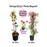 Kartopu Çiçeği 1 Adet +Pembe Begonvil 1 Adet+ Pembe Gazanya Hediyeli Saksılı Bahçe Seti