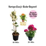 Kartopu Çiçeği 1 ADET +Pembe Bodur Begonvil 1ADET+Sarı Gazanya Hediyeli Saksılı Bahçe Seti