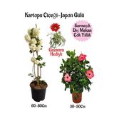 Kartopu Çiçeği 1 Adet +Pembe Japon Gülü 1 Adet+Kırmızı Gazanya Hediye Saksılı Bahçe Seti, BTSNA01KAR43