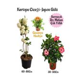 Kartopu Çiçeği 1 Adet +Pembe Japon Gülü 1 Adet+Sarı Gazanya Hediye Saksılı Bahçe Seti, BTSNA01KAR44