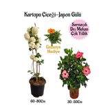 Kartopu Çiçeği 1 Adet +Pembe Japon Gülü 1 Adet+Turuncu Gazanya Hediye Saksılı Bahçe Seti