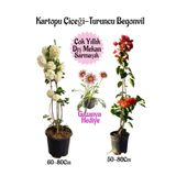 Kartopu Çiçeği 1 Adet +Turuncu Begonvil 1 Adet+Pembe Gazanya Hediye Saksılı Bahçe Seti, SRD04022025BYB92