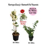 Kartopu Çiçeği 1 Adet+Katmerli Ful Yasemin1 Adet+Kırmızı Gazanya Hediyeli Saksılı Bahçe Seti, SRDNA01KAR110