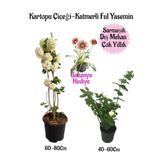 Kartopu Çiçeği 1 Adet+Katmerli Ful Yasemin1 Adet+Pembe Gazanya Hediyeli Saksılı Bahçe Seti, BTSNA01KAR109