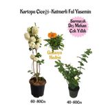 Kartopu Çiçeği 1 Adet+Katmerli Ful Yasemin1 Adet+Sarı Gazanya Hediyeli Saksılı Bahçe Seti, BTSNA01KAR107