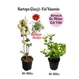 Kartopu Çiçeği 1 Adet+Kokulu Ful Yasemin1Adet+Kırmızı Gazanya Hediyeli Saksılı Bahçe Seti, BTSNA01KAR94