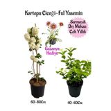 Kartopu Çiçeği 1 Adet+Kokulu Ful Yasemin1Adet+Pembe Gazanya Hediyeli Saksılı Bahçe Seti, SRD04022025BYB80