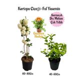 Kartopu Çiçeği 1 Adet+Kokulu Ful Yasemin1Adet+Sarı Gazanya Hediyeli Saksılı Bahçe Seti, BTSNA01KAR92