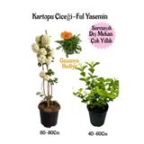 Kartopu Çiçeği 1 Adet+Kokulu Ful Yasemin1Adet+Turuncu Gazanya Hediyeli Saksılı Bahçe Seti, BTSNA01KAR91