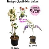 Kartopu Çiçeği 1 Adet+Mor Salkım 1 Adet+Pembe Gazanya Hediyeli Saksılı Bahçe Seti