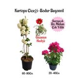 Kartopu Çiçeği 1 ADET+Pembe Bodur Begonvil 1ADET+Kırmızı Gazanya Hediyeli Saksılı Bahçe Seti