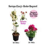 Kartopu Çiçeği 1 ADET+Pembe Bodur Begonvil 1ADET+Pembe Gazanya Hediyeli Saksılı Bahçe Seti