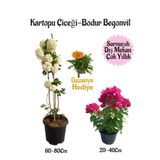 Kartopu Çiçeği 1 ADET+Pembe Bodur Begonvil 1ADET+Turuncu Gazanya Hediyeli Saksılı Bahçe Seti