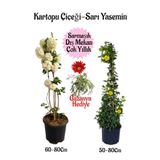 Kartopu Çiçeği 1 Adet+Sarı Yasemin 1 Adet+Kırmızı Gazanya Hediyeli Saksılı Bahçe Seti, SRD04022025BYB96