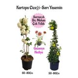 Kartopu Çiçeği 1 Adet+Sarı Yasemin 1 Adet+Pembe Gazanya Hediyeli Saksılı Bahçe Seti, BTSNA01KAR104