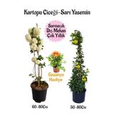 Kartopu Çiçeği 1 Adet+Sarı Yasemin 1 Adet+Sarı Gazanya Hediyeli Saksılı Bahçe Seti, SRD04022025BYB72