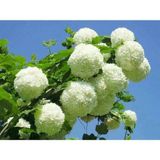 Kartopu Çiçeği Fidanı Fidesi 40-60 Cm