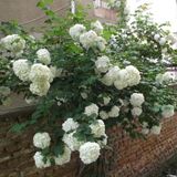 Kartopu Çiçeği (Viburnum Lucidum) Fidanı 30-60 Cm
