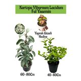 Kartopu Viburnum 1 Adet+Kokulu Ful Yasemin 1 Adet+Yaprak Güzeli Hediye Bahçe Bitkisi, SRD04022025BYB1332