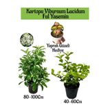 Kartopu Viburnum 1 Adet+Kokulu Ful Yasemin 1 Adet+Yaprak Güzeli Hediye Bahçe Bitkisi, SRD04022025BYB1341