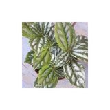 Karyağdı Alüminyum Çiçeği Topçu Çiçeği Fidanı Pilea Cadierei 3 Adet