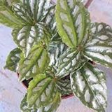 Karyağdı Alüminyum Çiçeği Topçu Çiçeği Pilea Cadierei 3 Adet