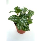 Karyağdı Begonya Çiçeği Fidanı Pilea Cadierei 10-20 Cm