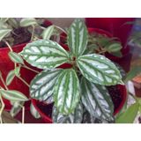 Karyağdı Çiçeği Alüminyum Çiçeği Topçu Çiçeği Pilea Cadierei