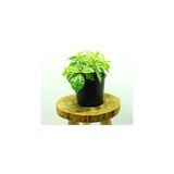 Karyağdı Çiçeği - Pilea Cadierei 10-20 Cm