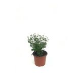 Kasımpatı Çiçeği Fidanı Saksıda Beyaz Renk 10-20 Cm