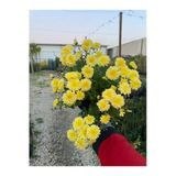 Kasımpatı Çiçeği Fidanı Sarı Renk Saksıda 10-20 Cm