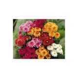 Kasımpatı Çiçeği Fidesi Fidanı 10-20 Cm