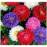 Kasımpatı Çiçeği Fidesi Fidanı Karışık Renk 10-20 cm