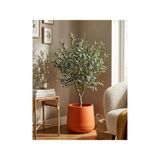 Kastasaksı Dekoratif Modern Tabak Saksı, 34X28 Cm, Turuncu, Plastik - Genel
