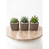 Kastasaksı Modern 3 Lü Kare Sukulent Saksısı, Kahverengi, 8,2x8,2x7,1 cm