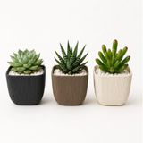 Kastasaksı Modern 3'lü Mercan Kare Sukulent Saksısı, Çok Renkli, Plastik, 8,2x8,2x7,1 cm