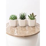 Kastasaksı Modern Krem Kare Saksı Seti, 3'lü, 8,2x8,2x7,1 cm, Sukulent ve Kaktüs Bitkilerine Uygun