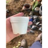 Katı Plastik Sukulent Saksısı 15 Adet Beyaz 5.5 Cm