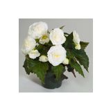 Katlı Begonya Çiçeği Fidanı 20Cm 40Cm Beyaz Saksılı