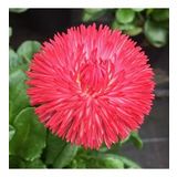 Katmerli Karışık Renkli Bellis Perennis Ponpon İngiliz Çayır Papatyası Çiçeği Tohumu (100 tohum)