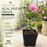 Katmerli Pembe Ağaç Hatmi Fidanı – 20-30 Cm Üretim Saksısında Hibiscus Syriacus